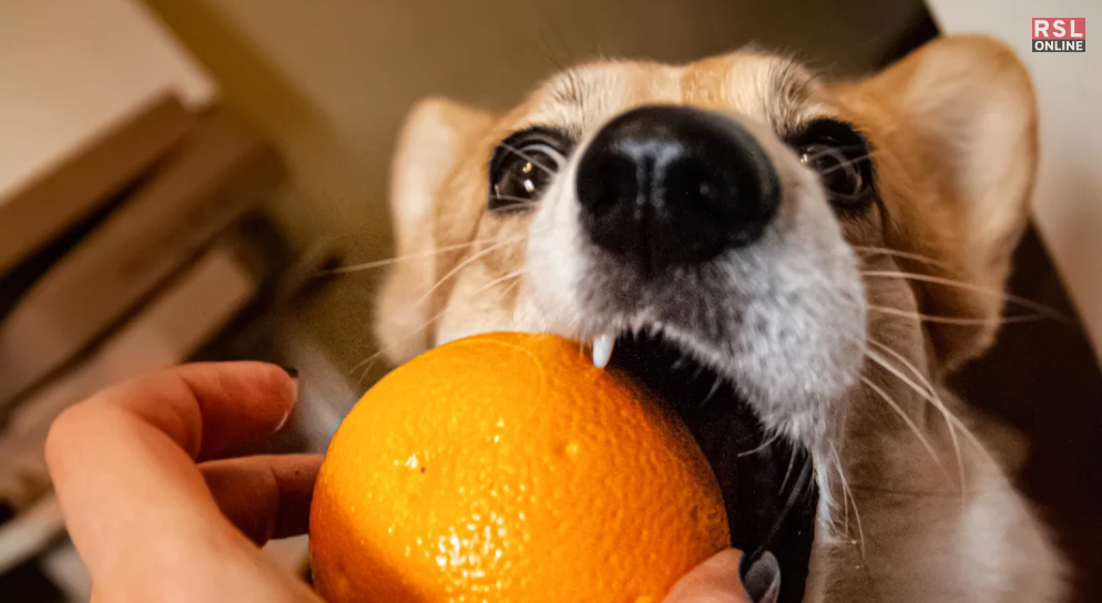 Can Dog Eat Oranges? If Yes Raw or Processed Fruits