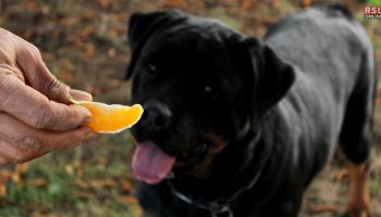 can dogs eat oranges