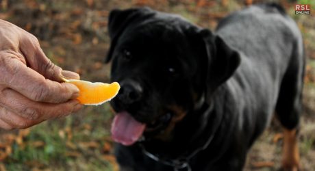 can dogs eat oranges