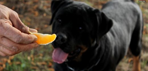 can dogs eat oranges