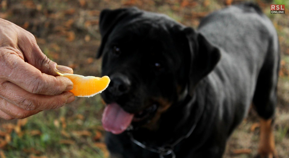 can dogs eat oranges