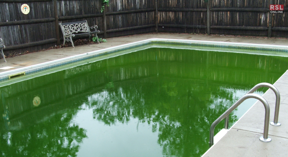 1. Algae growth