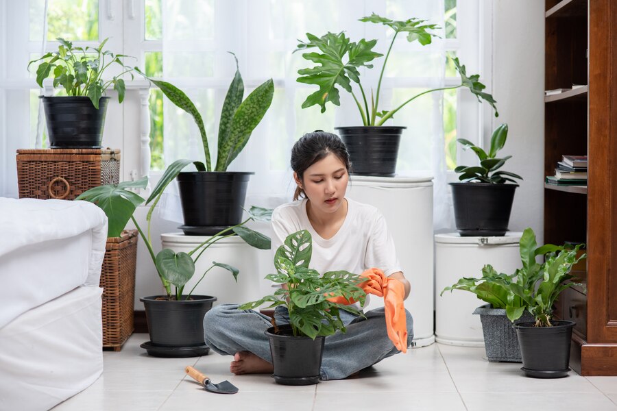 Which House Plants Can Offer You Medicinal Benefits